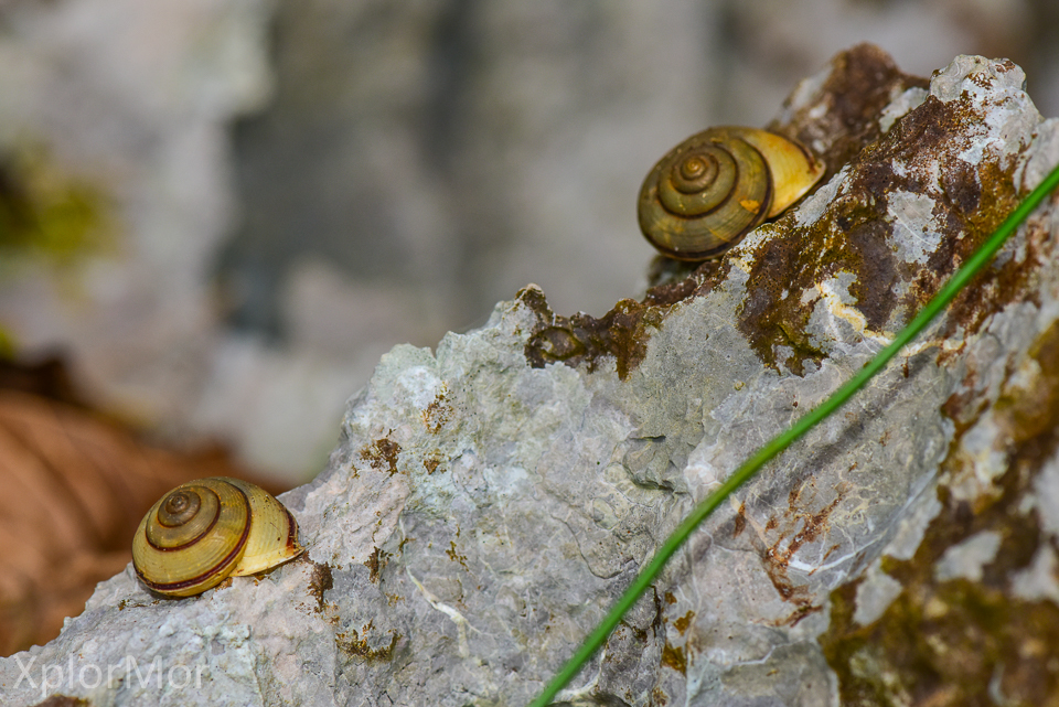 Cepolidae