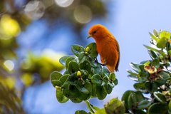 Hawaii Akepa photo 3