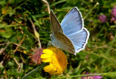 Polyommatus daphnis