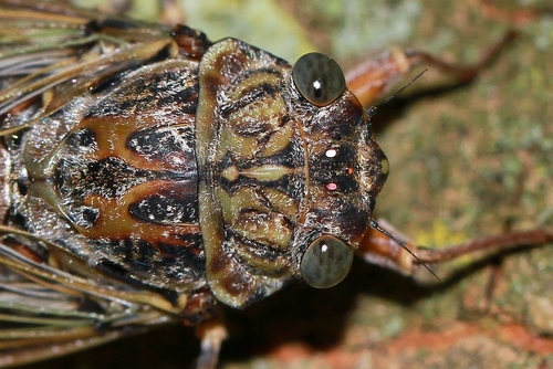 Ash Cicada