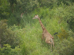 Giraffa camelopardalis antiquorum