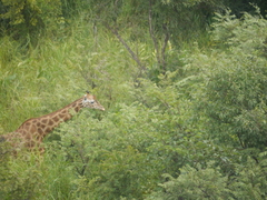 Giraffa camelopardalis antiquorum