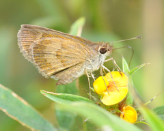 Callimormus saturnus