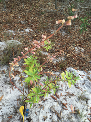 Dicerandra immaculata