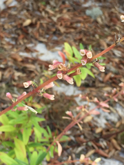 Dicerandra immaculata