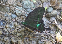 Papilio hermosanus