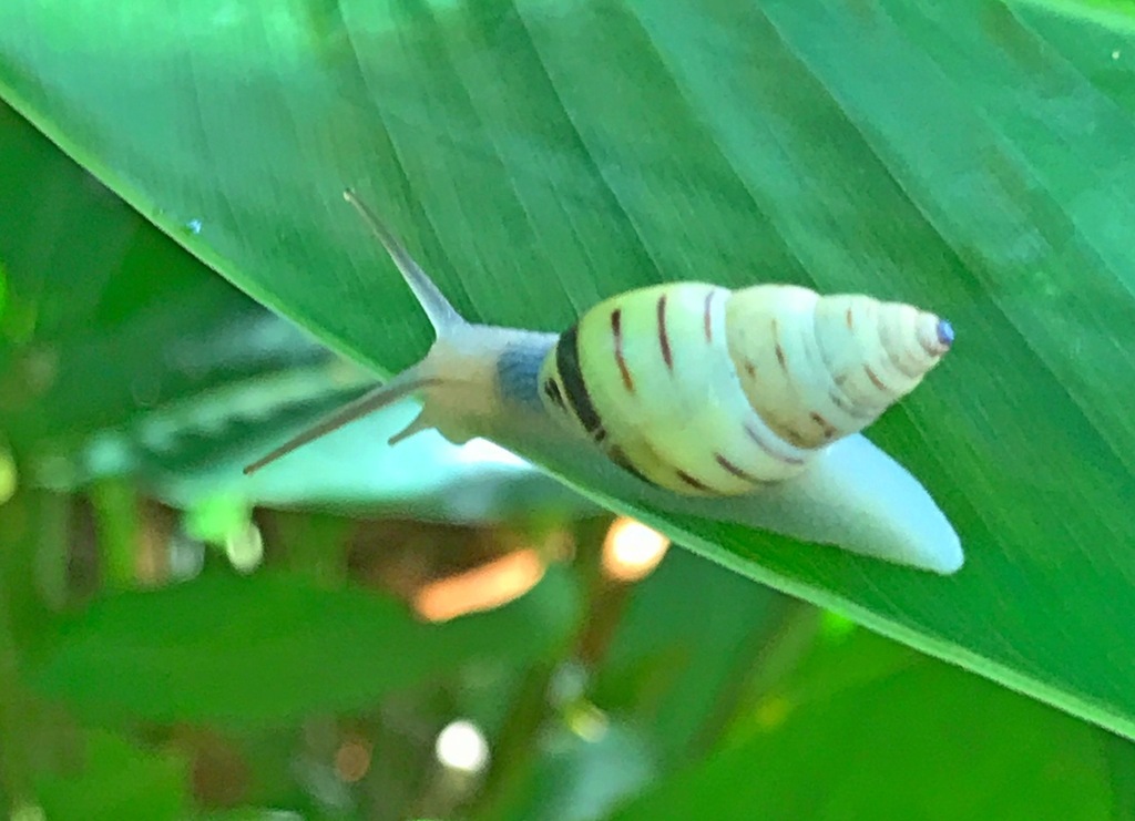 Mesembrinus rufolineatus