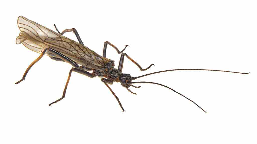 Eastern Willowfly