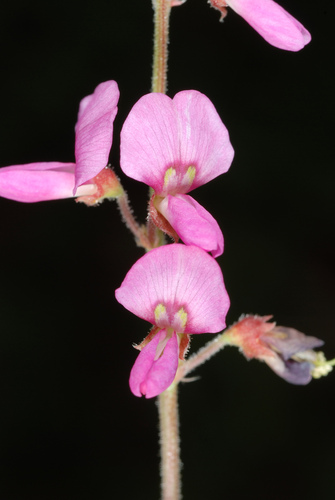 Desmodium incanum