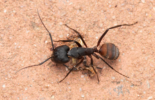 Blood-spotted Sugar Ant