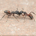 Blood-spotted Sugar Ant - Photo (c) Álvaro Alemany, some rights reserved (CC BY-NC-SA), uploaded by Álvaro Alemany