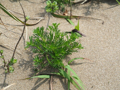 Image of Capillary Wormwood (Artemisia capillaris) by no rights reserved