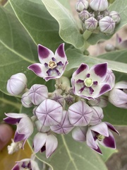 Calotropis procera image