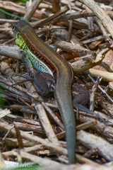 Pholidoscelis auberi