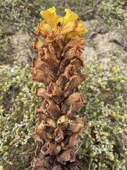 Cistanche phelypaea image