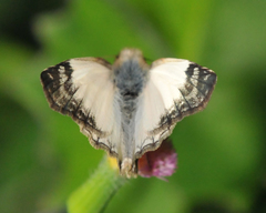 Heliopetes laviana