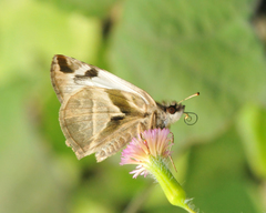 Heliopetes laviana