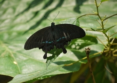 Papilio hermosanus