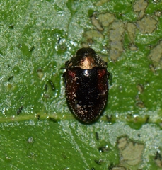 Leiopleura melichari