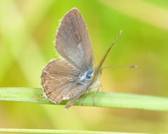 Hemiargus hanno