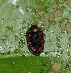 Leiopleura melichari