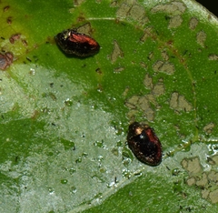 Leiopleura melichari