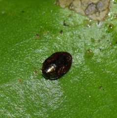 Leiopleura melichari