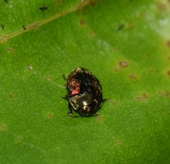 Leiopleura melichari