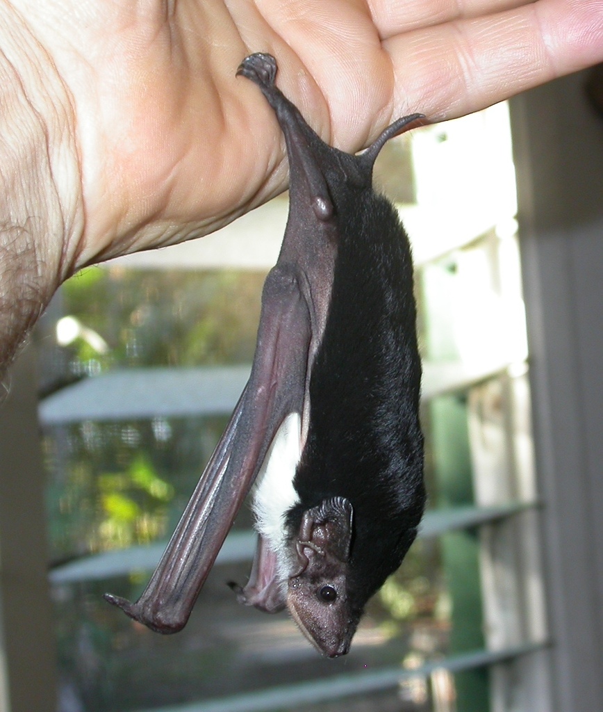 Yellow-Bellied Pouched Bat
