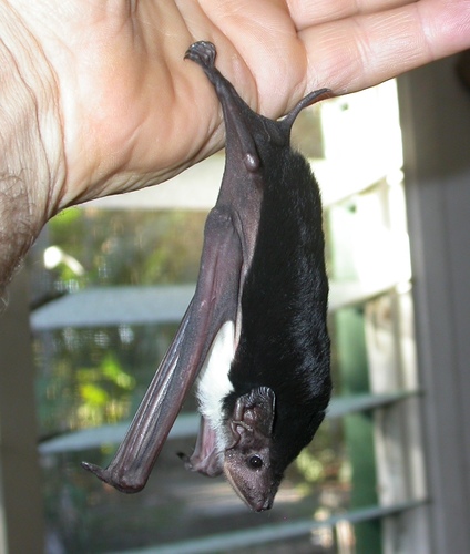 Yellow-bellied Pouched Bat (Saccolaimus flaviventris) — Least Concern Mammalia