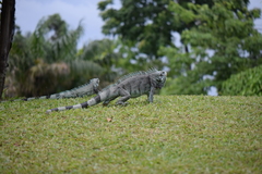 Iguana iguana