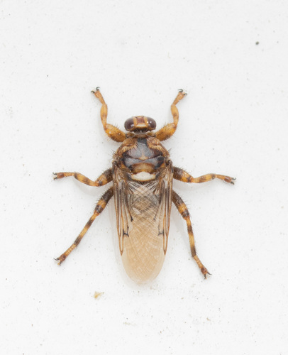Hippobosca longipennis