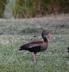Dendrocygna autumnalis