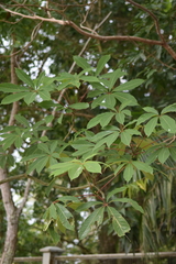 Magnoliopsida