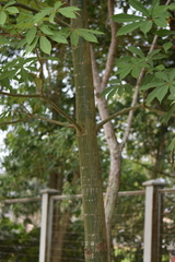 Magnoliopsida