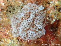 Didemnide maculé photo 4