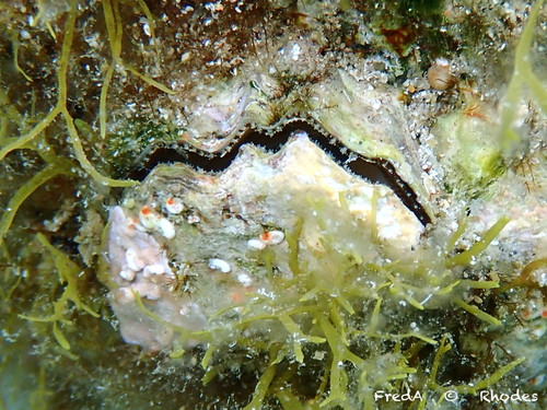 Ostrea stentina Payraudeau, 1826