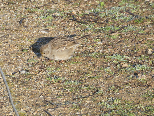 iNaturalist observation photo of Golden-crowned Sparrow