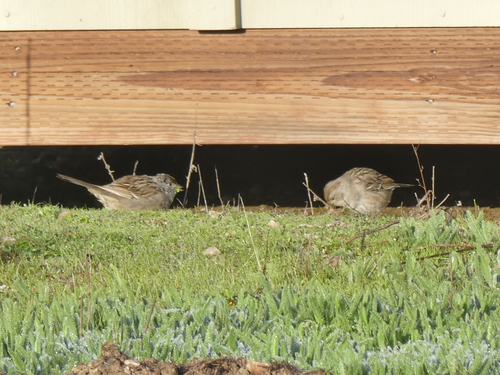 iNaturalist observation photo of Golden-crowned Sparrow