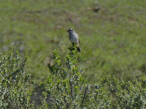 iNaturalist observation photo of White-crowned Sparrow