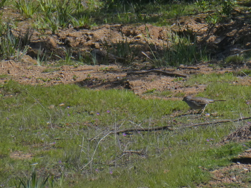 iNaturalist observation photo of Golden-crowned Sparrow