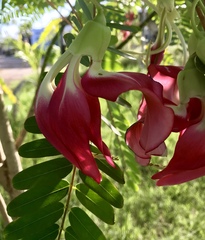Sesbania grandiflora