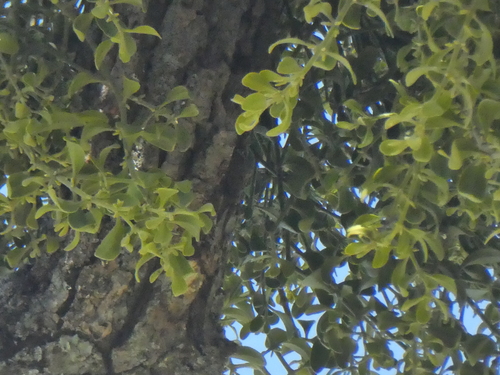 iNaturalist observation photo of oak mistletoe