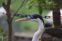 Ardea cocoi