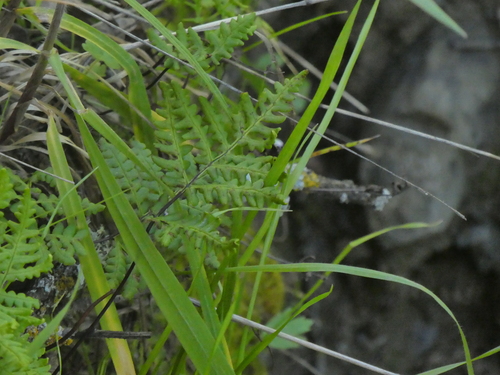 iNaturalist observation photo of goldback fern
