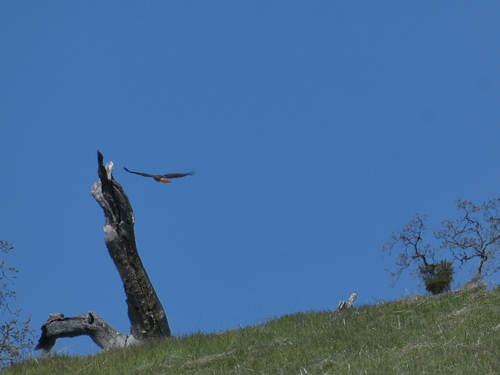 iNaturalist observation photo of Red-tailed Hawk