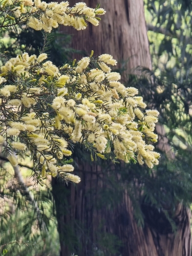 Acacia verticillata image