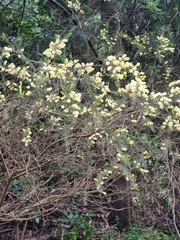 Image of Acacia verticillata
