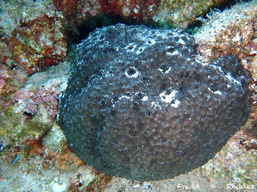 black leather sponge, South Aegean, Aegean, GR, photo 9 of 10