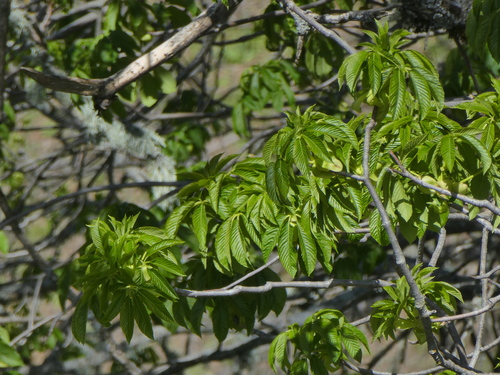 iNaturalist observation photo of California buckeye